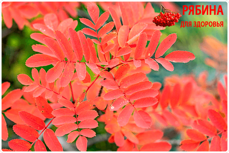 листья рябины красной